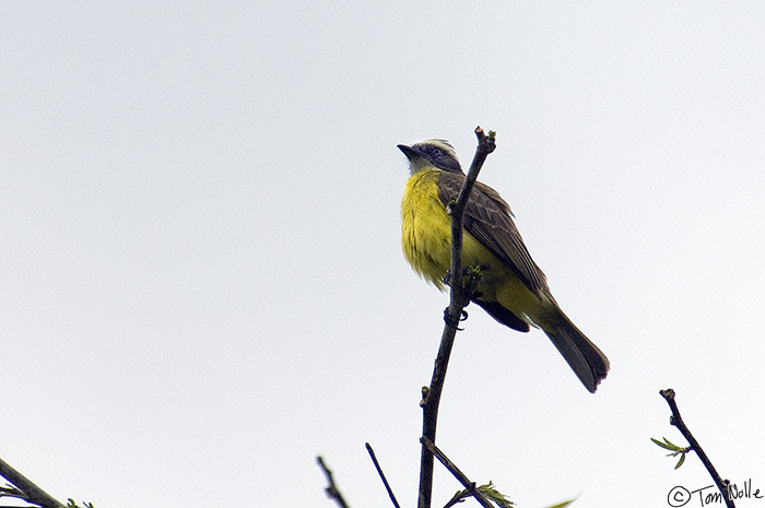 CostaRica_20100317_153610_641_2X.jpg - This is one of many flycatcher species we saw, and this particular one was distributed throughout our trip.  Portobelo Panama.