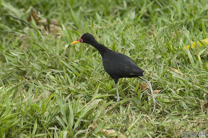 CostaRica_20100317_155644_685_2X.jpg - By stepping out smartly to avoid us, this Jacana is showing its main features; the wattle and blue legs.  Portobelo Panama.