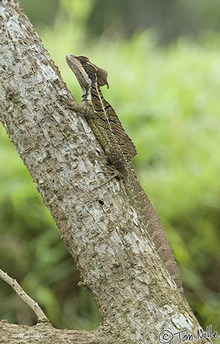 CostaRica_20100317_155920_701_2X.jpg - Note the large feet on this lizard; it can actually appear to walk on water, supported by surface tension, and so is popularly called the "Jesus Christ Lizard".  Portobelo Panama.