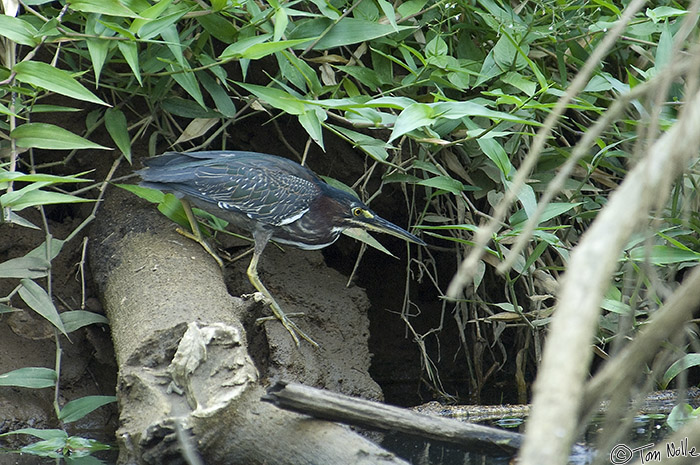 CostaRica_20100317_160126_716_2X.jpg - This is the bird with the neck in the more normal position; you'd never know it had a long heron-like neck at all.  Portobelo Panama.