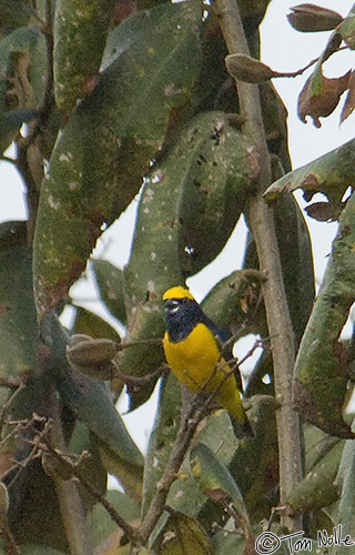 CostaRica_20100318_085528_828_2X.jpg - This little guy is a relative of the goldfinch.  Portobelo Panama.