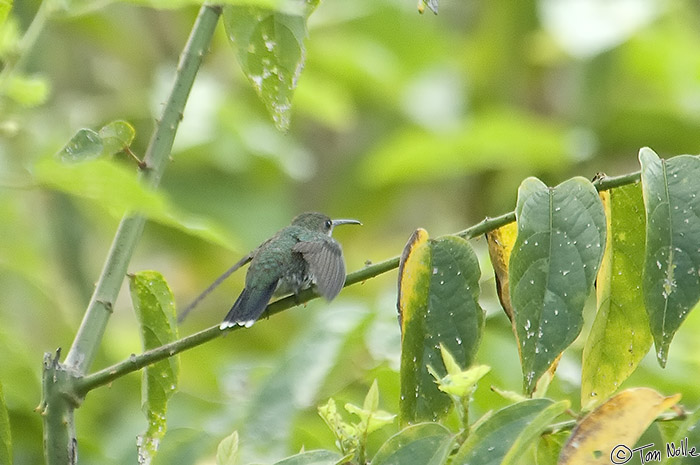 CostaRica_20100318_094726_936_2X.jpg - A hummingbird we didn't identify but is likely a Scaly-breasted is just taking off from a branch.  Portobelo Panama.