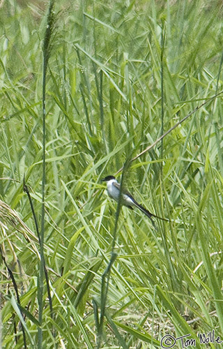 CostaRica_20100319_141620_176_2X.jpg - This is another of the Central American birds with unusually long tails.  Playa de Muerto, Darien, Panama.