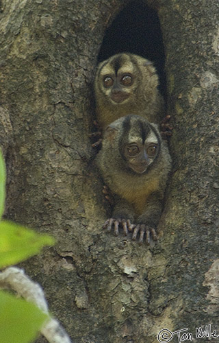 CostaRica_20100319_155642_253_2X.jpg - The rarest of the monkey species in the Panama/Costa Rica area, these guys are (as you can see from their eyes) nocturnal.  Playa de Muerto, Darien, Panama.