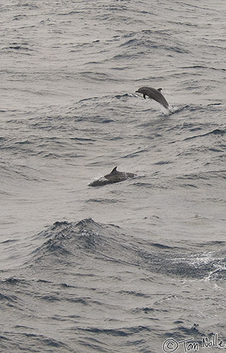 CostaRica_20100319_182010_333_2X.jpg - A small pod of dolphins swim alongside the Pacific Explorer as the sun sets.  Gulf of San Miguel, Panama.