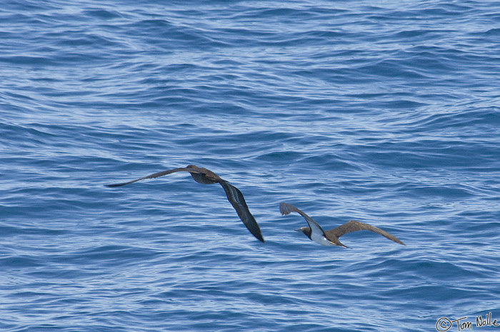 CostaRica_20100320_111724_373_2X.jpg - These birds were present solo and in groups, wheeling over the water in search of food.  Coiba National Park, Panama.