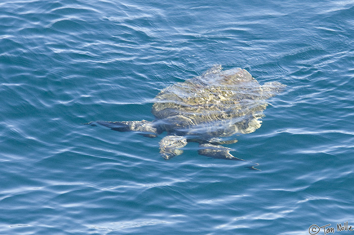 CostaRica_20100320_113052_396_2X.jpg - A sea turtle swims just below the surface in Coiba National Park Panama.