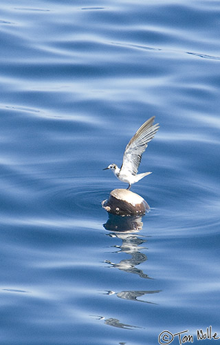 CostaRica_20100320_114036_412_2X.jpg - A black tern on a coconut struggles to keep balance.  Coiba National Park, Panama.