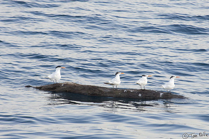 CostaRica_20100320_184314_417_2X.jpg - Four black terns rest on a long log in Coiba National Park Panama.