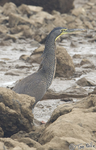 CostaRica_20100321_150500_448_2X.jpg - A female Bare-Throated Tiger Heron watches intently as a male moves along the water's edge during mating season.  Granito de Oro, Coiba National Park, Panama.