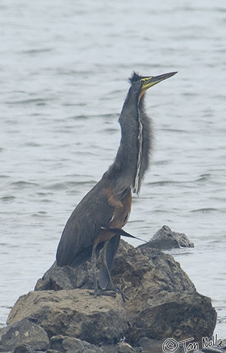 CostaRica_20100321_150712_521_2X.jpg - The male Bare-Throated Tiger Heron sits on a rock to create an attractive lure for the female.  Granito de Oro, Coiba National Park, Panama.