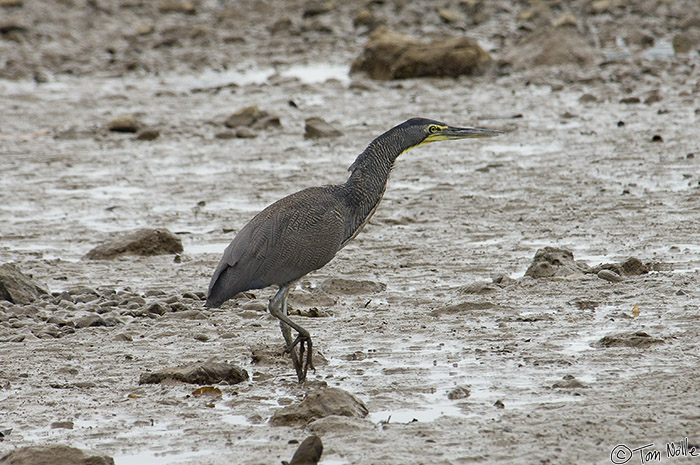 CostaRica_20100321_150826_540_2X.jpg - The female Bare-Throated Tiger Heron moves closer to the male.  Granito de Oro, Coiba National Park, Panama.