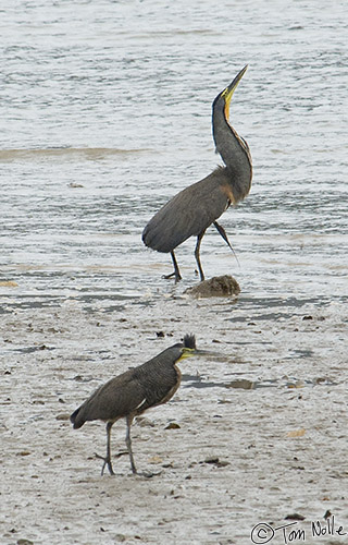 CostaRica_20100321_151208_591_2X.jpg - The two Bare-Throated Tiger Herons close in with each other.  Granito de Oro, Coiba National Park, Panama.