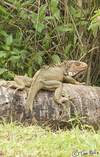 CostaRica_20100321_151556_614_2X.jpg - Well, it's not very green but that's a characteristic of the species.  Coiba Island, Panama.