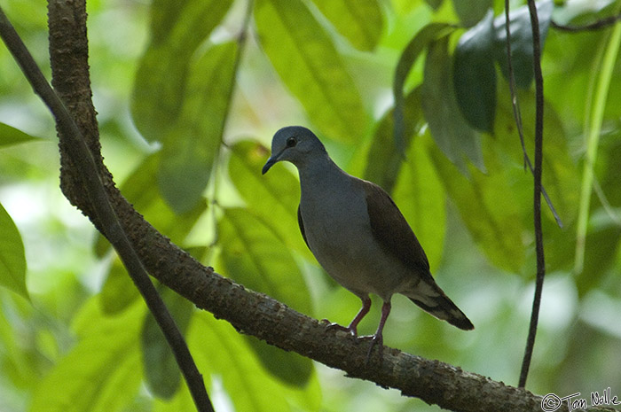 CostaRica_20100321_163742_730_2X.jpg - This is a rare and elusive bird, usually found in heavy cover and lousy photo conditions!  Coiba Island, Panama.