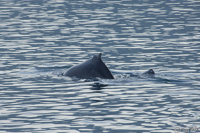 CostaRica_20100322_095626_812_2X.jpg - A pair of humpback whales take some morning exercise in Golfo Dulce, Costa Rica.