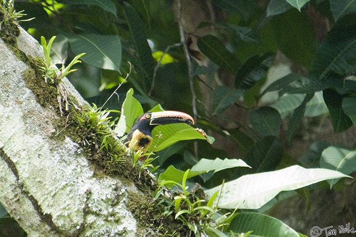 CostaRica_20100322_111940_981_2X.jpg - The female of the Fiery-Billed Aracara watches us near the hole in a tree where her chick waits.  Casa Orquideas Botanical Gardens, Golfo Dulce, Costa Rica.