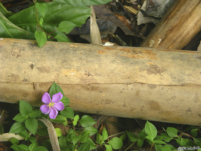 CostaRica_20100322_113102_084_S.jpg - A bright flower blooms next to a log cut for hut construction. The gardens at Casa Orquideas, Gulfo Dulce, Costa Rica.