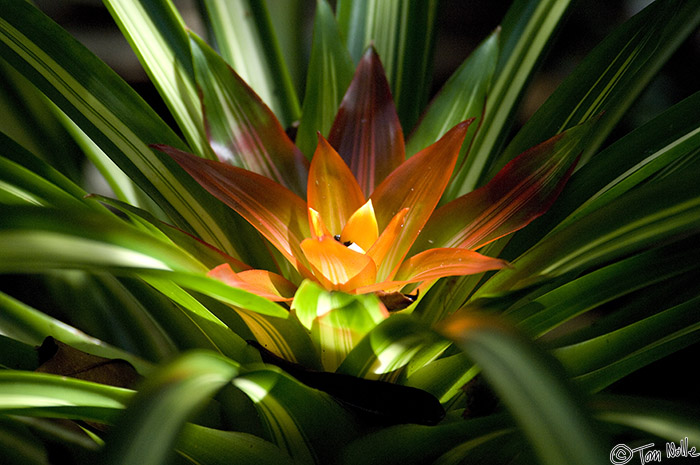 CostaRica_20100322_113224_992_2X.jpg - Sun through a thick canope illuminates the center of this tropical bloom.  Casa Orquideas Botanical Gardens, Golfo Dulce, Costa Rica.