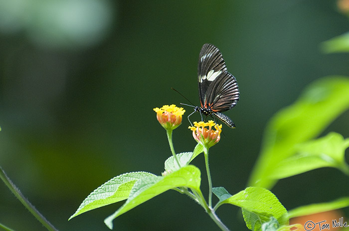 CostaRica_20100322_113904_004_2X.jpg - A butterfly samples a blosson in Casa Orquideas Botanical Gardens, Golfo Dulce, Costa Rica.