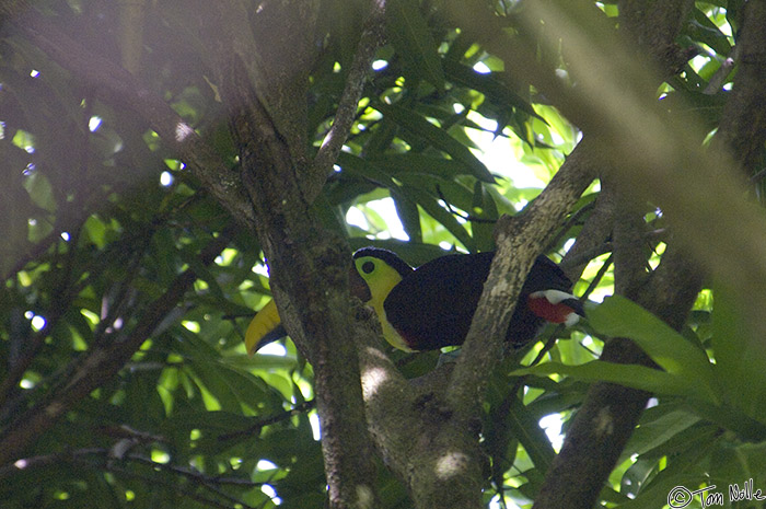 CostaRica_20100322_114520_025_2X.jpg - A Swainson's or Chestnut-Mandibled Toucan in Casa Orquideas Botanical Gardens, Golfo Dulce, Costa Rica.