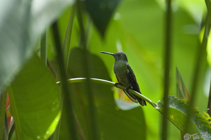 CostaRica_20100322_120052_049_2X.jpg - With all the flowers, it's no surprise that hummingbirds about here.  Casa Orquideas Botanical Gardens, Golfo Dulce, Costa Rica.