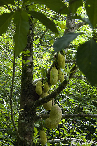 CostaRica_20100322_121556_076_2X.jpg - One of several interesting tropical Casa Orquideas Botanical Gardens, Golfo Dulce, Costa Rica.  It's said to have a creamy texture, delicious taste, and smell like old socks.