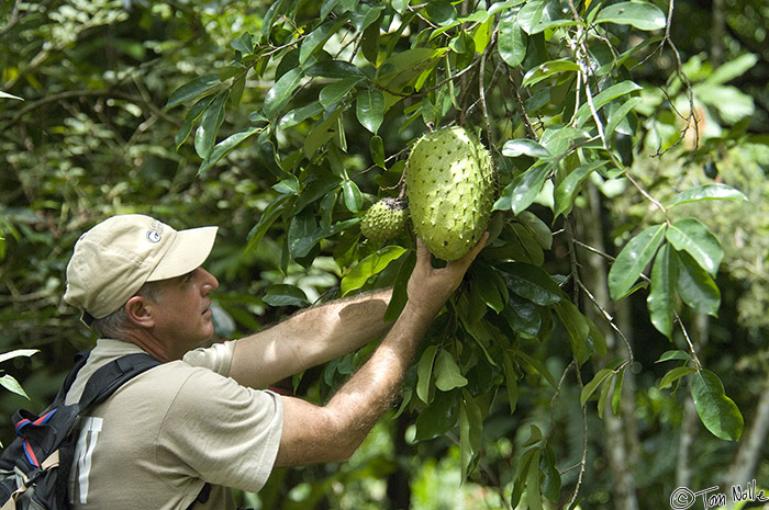 CostaRica_20100322_121736_077_2X.jpg - Our guide Rudi shows us how mature fruit have spines.  Casa Orquideas Botanical Gardens, Golfo Dulce, Costa Rica.