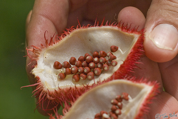 CostaRica_20100322_122114_922_20.jpg - Bixa, whose seeds are shown here, is called the "liptsick tree" because it can be used to make a bright red dye.  Casa Orquideas Botanical Gardens, Golfo Dulce, Costa Rica.