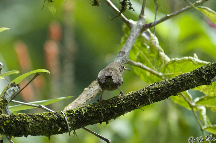 CostaRica_20100322_122342_081_2X.jpg - This is the southern end of a Southern House Wren.  Casa Orquideas Botanical Gardens, Golfo Dulce, Costa Rica.