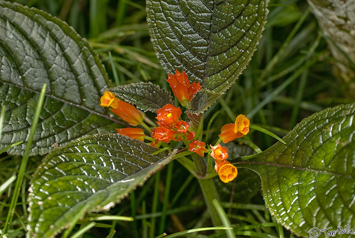 CostaRica_20100322_123230_925_20.jpg - One of the spectacular flowers of Casa Orquideas Botanical Gardens, Golfo Dulce, Costa Rica.