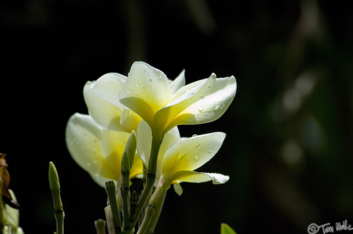 CostaRica_20100322_124604_086_2X.jpg - A white blossom against the dark of the rain forest is enhanced with droplets of rainwater.  Casa Orquideas Botanical Gardens, Golfo Dulce, Costa Rica.