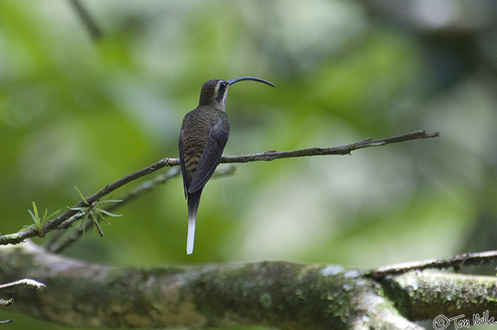 CostaRica_20100322_124838_088_2X.jpg - A rare, classic and clear shot of a Long-Billed Hermit hummingbird.  These critters tend to flit quickly and perch only in dark areas where exposures are killingly long.  Casa Orquideas Botanical Gardens, Golfo Dulce, Costa Rica.