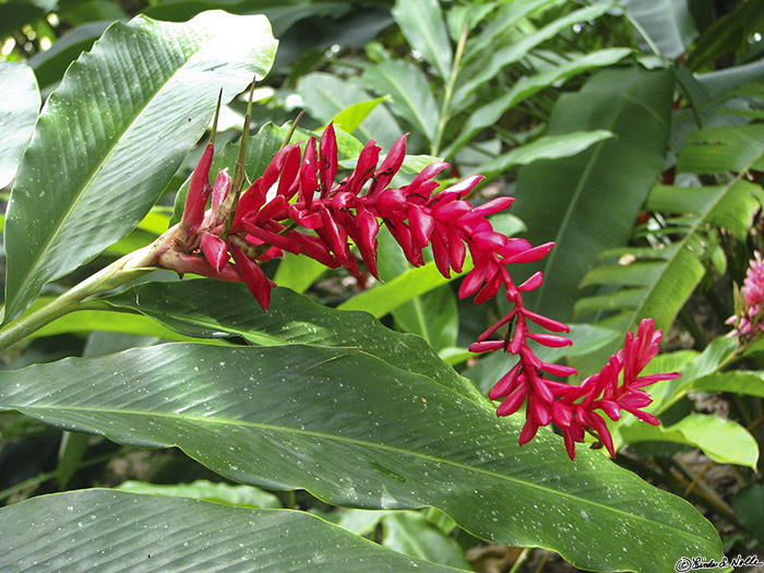 CostaRica_20100322_125028_086_S.jpg - A bright tropical plant curves in an artistic way in the gardens at Casa Orquideas, Gulfo Dulce, Costa Rica.