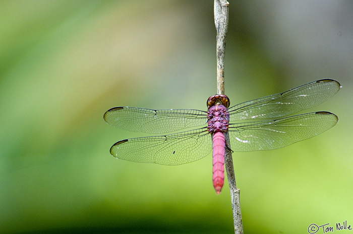 CostaRica_20100322_130706_116_2X.jpg - A dragonfly rests on a twig in Casa Orquideas Botanical Gardens, Golfo Dulce, Costa Rica.