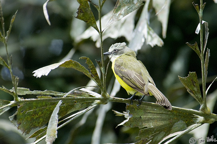 CostaRica_20100322_155412_122_2X.jpg - One of several similar-looking members of the flycatcher family found in the area.  Casa Orquideas Botanical Gardens, Golfo Dulce, Costa Rica.