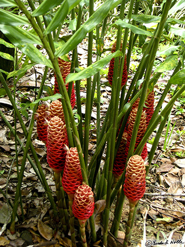 CostaRica_20100322_155856_088_S.jpg - A cluster of blossoms grows in an amost druidic circle in the gardens at Casa Orquideas, Gulfo Dulce, Costa Rica.