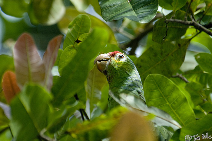 CostaRica_20100322_161126_161_2X.jpg - A shy bird shows his face by accident while eating.  Casa Orquideas Botanical Gardens, Golfo Dulce, Costa Rica.