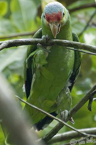 CostaRica_20100322_161148_165_2X.jpg - Parrots like this are quite adept at picking their ways through thick folage to find food.  Casa Orquideas Botanical Gardens, Golfo Dulce, Costa Rica.