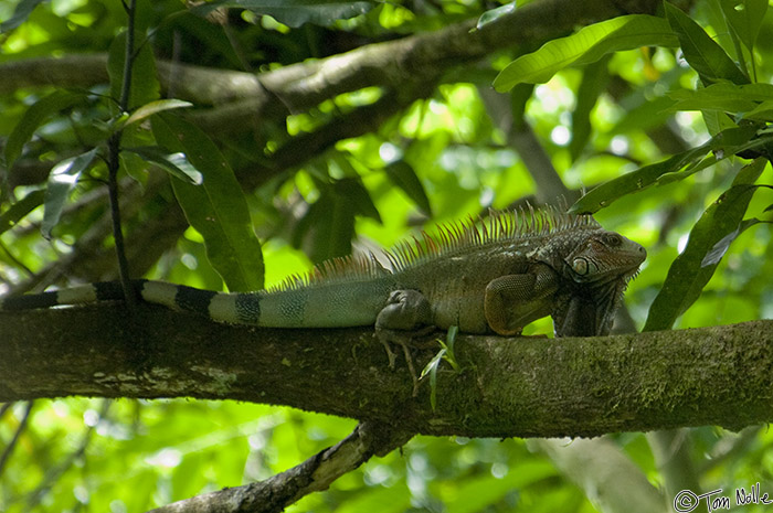 CostaRica_20100322_161518_213_2X.jpg - These guys have exceptionally good camouflage. Casa Orquideas Botanical Gardens, Golfo Dulce, Costa Rica.