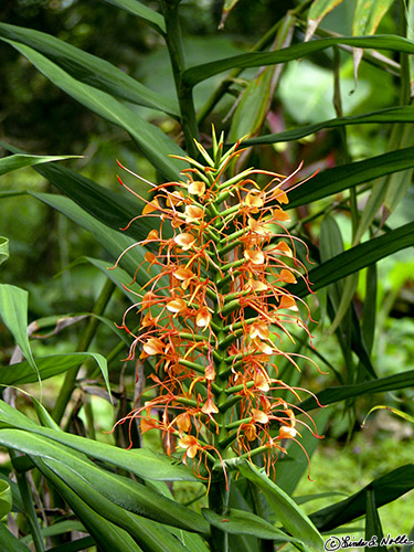 CostaRica_20100322_161810_090_S.jpg - Bright orange against dark green makes a nice combination!  The gardens at Casa Orquideas, Gulfo Dulce, Costa Rica.