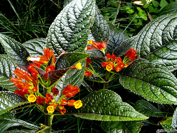 CostaRica_20100322_165430_092_S.jpg - Blooms here stand out sharply against rich green leaves.  The gardens at Casa Orquideas, Gulfo Dulce, Costa Rica.