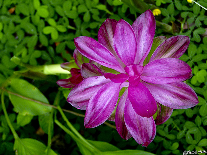 CostaRica_20100322_170002_094_S.jpg - The flowers of the jungle are often richly colored and create a sharp contrast with the deep greens and shadows.  The gardens at Casa Orquideas, Gulfo Dulce, Costa Rica.