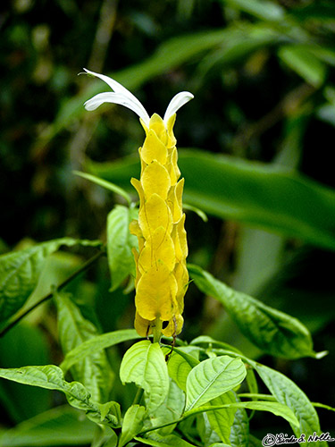 CostaRica_20100322_170050_096_S.jpg - A bright flower grows at the edge of some deep shade in the gardens at Casa Orquideas, Gulfo Dulce, Costa Rica.