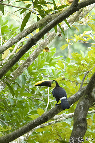 CostaRica_20100322_170402_288_2X.jpg - Another toucan gives us a clear view.  Casa Orquideas Botanical Gardens, Golfo Dulce, Costa Rica.