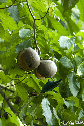 CostaRica_20100322_170600_318_2X.jpg - A Green Honeycreeper grabs a piece of fruit by hanging upside-down.  Casa Orquideas Botanical Gardens, Golfo Dulce, Costa Rica.