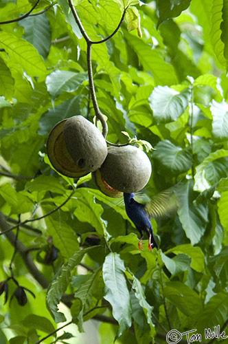 CostaRica_20100322_170710_352_2X.jpg - The honeycreeper manages to get to the fruit.  Casa Orquideas Botanical Gardens, Golfo Dulce, Costa Rica.