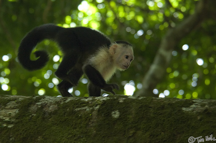 CostaRica_20100323_144424_406_2X.jpg - A Cappuccino Monkey darts along a branch in Corcovado National Park, Costa Rica.