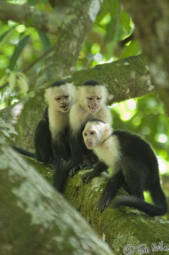 CostaRica_20100323_145648_419_2X.jpg - Two Cappuccino monkeys grimace in unison to drive away an intruding member of the troup.  Corcovado National Park, Costa Rica.