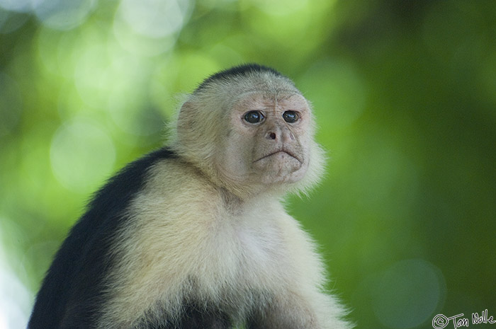 CostaRica_20100323_151006_425_2X.jpg - The rejected Cappuccino monkey sure looks pensive!  Corcovado National Park, Costa Rica.